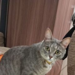 Подробнее об объявлении «Пропал кот. Магнитогорск» Фото: пропала кошка  «Пропал кот. Магнитогорск» в г. Магнитогорск