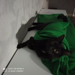 Подробнее об объявлении «Щербинка Пропал кот» Фото: пропала кошка  «Щербинка Пропал кот» в г. Щербинка