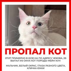 Подробнее об объявлении «Пропал кот помогите найти Лобня» Фото: пропала кошка Мейн-кун «Пропал кот помогите найти Лобня» в г. Лобня