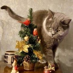 Подробнее об объявлении «Пропал кот серый кот британец Москва» Фото: пропала кошка  «Пропал кот серый кот британец Москва» в г. Москва