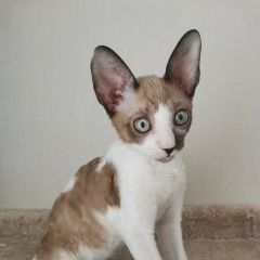 Подробнее об объявлении «Пропал кот 8месячный кот Тосно» Фото: пропала кошка Корниш-рекс «Пропал кот 8месячный кот Тосно» в г. Тосно