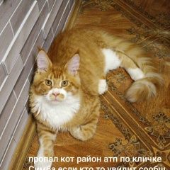 Подробнее об объявлении «Пропал кот Спасск-Дальний» Фото: пропала кошка Мейн-кун «Пропал кот Спасск-Дальний» в г. Спасск-Дальний