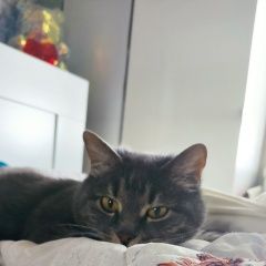 Подробнее об объявлении «Пропала кошка Красногорск» Фото: пропала кошка  «Пропала кошка Красногорск» в г. Красногорск