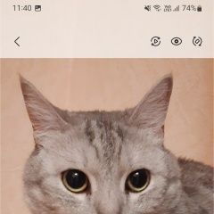 Подробнее об объявлении «Пропал кот Воронеж» Фото: пропала кошка Британская короткошерстная кошка «Пропал кот Воронеж» в г. Воронеж