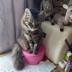 Подробнее об объявлении «Пропал кот Уфа» Фото: пропала кошка  «Пропал кот Уфа» в г. Уфа