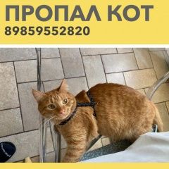 Подробнее об объявлении «Пропал кот Серпухов» Фото: пропала кошка  «Пропал кот Серпухов» в г. Серпухов
