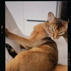 Подробнее об объявлении «Гатчина Пропал кот» Фото: пропала кошка Абиссинская кошка «Гатчина Пропал кот» в г. Гатчина