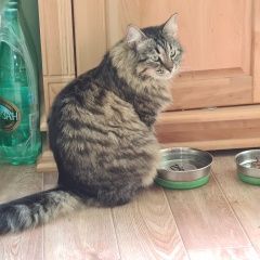 Подробнее об объявлении «Кубинка Пропал кот» Фото: пропала кошка Сибирская кошка «Кубинка Пропал кот» в г. Кубинка