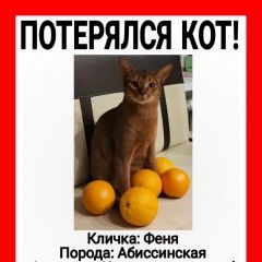 Подробнее об объявлении «Пропал кот Электросталь» Фото: пропала кошка Абиссинская кошка «Пропал кот Электросталь» в г. Электросталь
