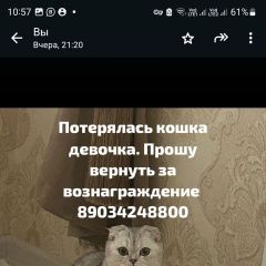 Подробнее об объявлении «Пропала кошка девочка. Махачкала» Фото: пропала кошка  «Пропала кошка девочка. Махачкала» в г. Махачкала