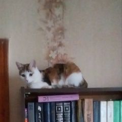 Подробнее об объявлении «Пропала кошка Оренбург» Фото: пропала кошка  «Пропала кошка Оренбург» в г. Оренбург