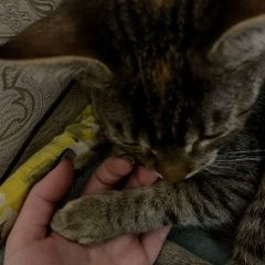 Подробнее об объявлении «Пропала кошка. около 21:00 Псков» Фото: пропала кошка  «Пропала кошка. около 21:00 Псков» в г. Псков