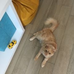 Подробнее об объявлении «Конаково Пропала кошка» Фото: пропала кошка Мейн-кун «Конаково Пропала кошка» в г. Конаково