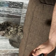 Подробнее об объявлении «Пропала кошка мей кун Чебоксары» Фото: пропала кошка  «Пропала кошка мей кун Чебоксары» в г. Чебоксары
