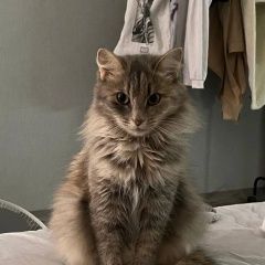 Подробнее об объявлении «Пермь Пропала кошка» Фото: пропала кошка  «Пермь Пропала кошка» в г. Пермь