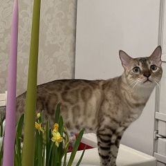 Подробнее об объявлении «Пропал кот, бенгал, окрас «снежный барс» Сосновый Бор» Фото: пропала кошка Бенгальская кошка «Пропал кот, бенгал, окрас «снежный барс»...» в г. Сосновый Бор