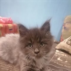 Подробнее об объявлении «Пропал котёнок Чита» Фото: пропала кошка  «Пропал котёнок Чита» в г. Чита