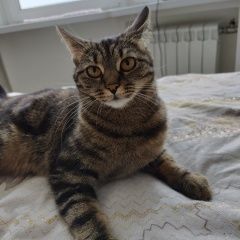 Подробнее об объявлении «Пропала кошка 13 июля убежала кошка Москва» Фото: пропала кошка  «Пропала кошка 13 июля убежала кошка Москва» в г. Москва