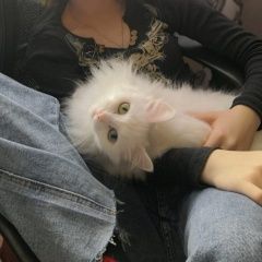 Подробнее об объявлении «Пропала кошка Якутск» Фото: пропала кошка  «Пропала кошка Якутск» в г. Якутск