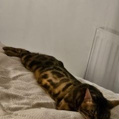 Подробнее об объявлении «Пропал кот бенгальский кот Элиста» Фото: пропала кошка Бенгальская кошка «Пропал кот бенгальский кот Элиста» в г. Элиста