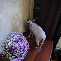 Подробнее об объявлении «Пропала кошка ищем пропавшую кошку Оренбург» Фото: пропала кошка Канадский сфинкс «Пропала кошка ищем пропавшую кошку Оренбург» в г. Оренбург