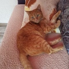 Подробнее об объявлении «Пропал кот Оренбург» Фото: пропала кошка  «Пропал кот Оренбург» в г. Оренбург