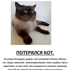 Подробнее об объявлении «Пропал кот. Ростов-на-Дону» Фото: пропала кошка Британская короткошерстная кошка «Пропал кот. Ростов-на-Дону» в г. Ростов-на-Дону