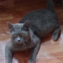 Подробнее об объявлении «Пропал котик Казань» Фото: пропала кошка Британская короткошерстная кошка «Пропал котик Казань» в г. Казань