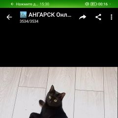 Подробнее об объявлении «Пропала кошка Ангарск» Фото: пропала кошка  «Пропала кошка Ангарск» в г. Ангарск