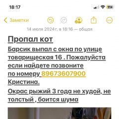 Подробнее об объявлении «Пропал кот Казань» Фото: пропала кошка  «Пропал кот Казань» в г. Казань