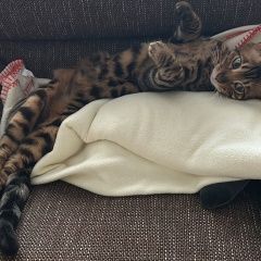 Подробнее об объявлении «Пропал кот, зовут лео Барнаул» Фото: пропала кошка Бенгальская кошка «Пропал кот, зовут лео Барнаул» в г. Барнаул