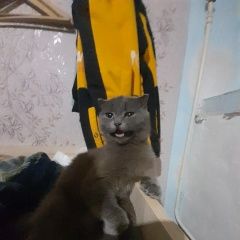 Подробнее об объявлении «Пропала кошка Шахты» Фото: пропала кошка  «Пропала кошка Шахты» в г. Шахты
