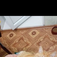 Подробнее об объявлении «Пропал кот Челябинск» Фото: пропала кошка  «Пропал кот Челябинск» в г. Челябинск