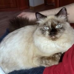 Подробнее об объявлении «Пропала кошка машзавод Улан-Удэ» Фото: пропала кошка  «Пропала кошка машзавод Улан-Удэ» в г. Улан-Удэ