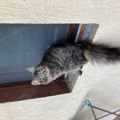 Подробнее об объявлении «Лазаревское Пропала кошка» Фото: пропала кошка  «Лазаревское Пропала кошка» в г. Лазаревское