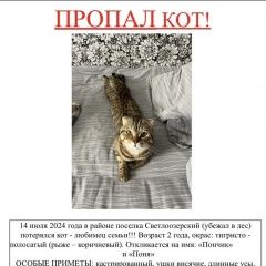 Подробнее об объявлении «Пропал кот любимец семьи Ярково» Фото: пропала кошка  «Пропал кот любимец семьи Ярково» в г. Ярково