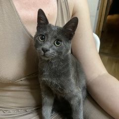 Подробнее об объявлении «Пропал кот Сочи» Фото: пропала кошка  «Пропал кот Сочи» в г. Сочи