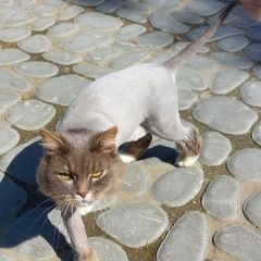 Подробнее об объявлении «Пропал кот ий дом отдыха Дегтярск» Фото: пропала кошка  «Пропал кот ий дом отдыха Дегтярск» в г. Дегтярск