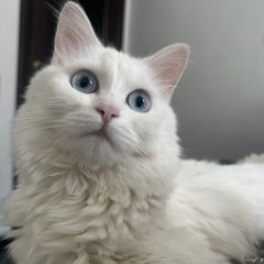 Подробнее об объявлении «Пропала кошка Домодедово» Фото: пропала кошка  «Пропала кошка Домодедово» в г. Домодедово