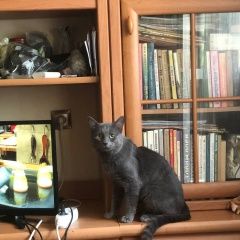 Подробнее об объявлении «Мытищи Пропал кот» Фото: пропала кошка  «Мытищи Пропал кот» в г. Мытищи