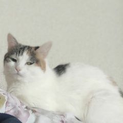 Подробнее об объявлении «Пропала кошка Москва» Фото: пропала кошка  «Пропала кошка Москва» в г. Москва