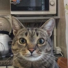 Подробнее об объявлении «Пропал кот Климовск» Фото: пропала кошка  «Пропал кот Климовск» в г. Климовск