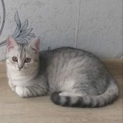 Подробнее об объявлении «Пропала кошка Балашов» Фото: пропала кошка  «Пропала кошка Балашов» в г. Балашов