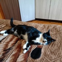 Подробнее об объявлении «Пропал кот, Лабинск» Фото: пропала кошка  «Пропал кот, Лабинск» в г. Лабинск