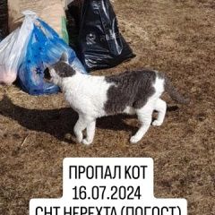 Подробнее об объявлении «Пропал кот ищем кота Ковров» Фото: пропала кошка Корниш-рекс «Пропал кот ищем кота Ковров» в г. Ковров