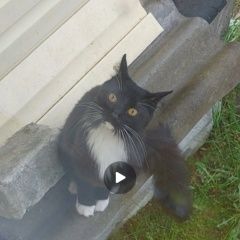 Подробнее об объявлении «Бор Пропал кот» Фото: пропала кошка  «Бор Пропал кот» в г. Бор