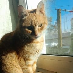 Подробнее об объявлении «Пропала кошка помогите найти кошку Белогорск» Фото: пропала кошка  «Пропала кошка помогите найти кошку Белогорск» в г. Белогорск