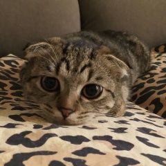 Подробнее об объявлении «Пропала кошка Вологда» Фото: пропала кошка  «Пропала кошка Вологда» в г. Вологда