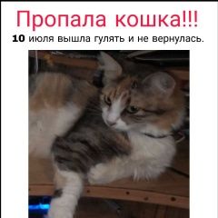 Подробнее об объявлении «Пропала кошка Ростов-на-Дону» Фото: пропала кошка  «Пропала кошка Ростов-на-Дону» в г. Ростов-на-Дону