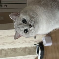 Подробнее об объявлении «Пропал кот на кск Чита» Фото: пропала кошка Британская короткошерстная кошка «Пропал кот на кск Чита» в г. Чита